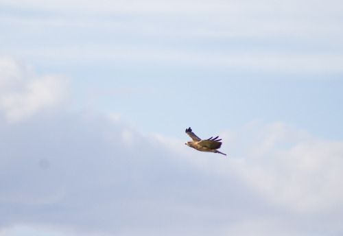 Redtailed hawks