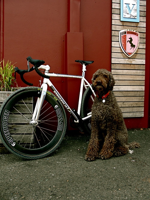 thecyclinglife: Brown & cream