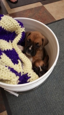 phototoartguy:  “ Bucket o’ puppies ” ☛ http://bit.ly/1Qwv2MH New Cute Photography from the CutestPaw!