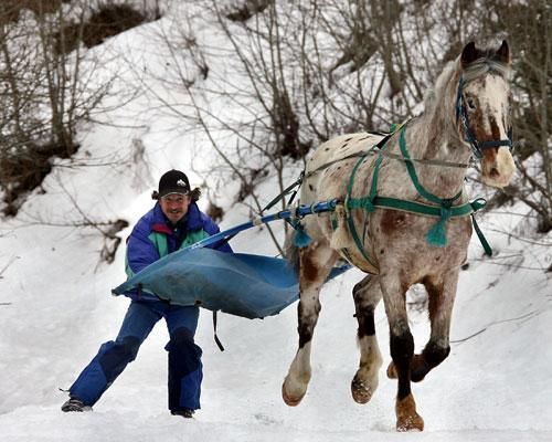 ainawgsd:  Skijoring is a winter sport in which a person on skis is pulled by a horse, a dog (o