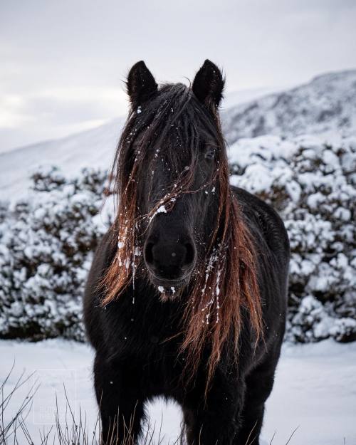 horsesarecreatures: Fell Pony - Photo by Ruth on the Hoof