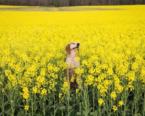 conflictingheart: Photographer Takes His Rescued Dog Maddie On Epic Adventures