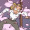 withlove-fromme:  In recent news Silas university has a case of the… harpies?