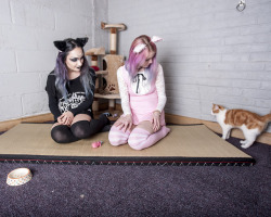 mastermhatter:gigimyradiana and @skysometimes such pretty kittens