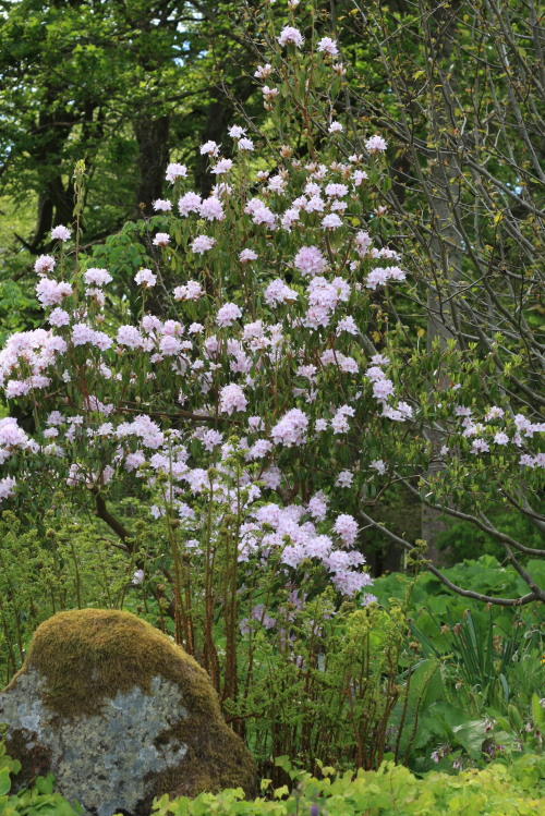 lindtbunny:some photos that I took on one of my “faerie” walks on warmer days.