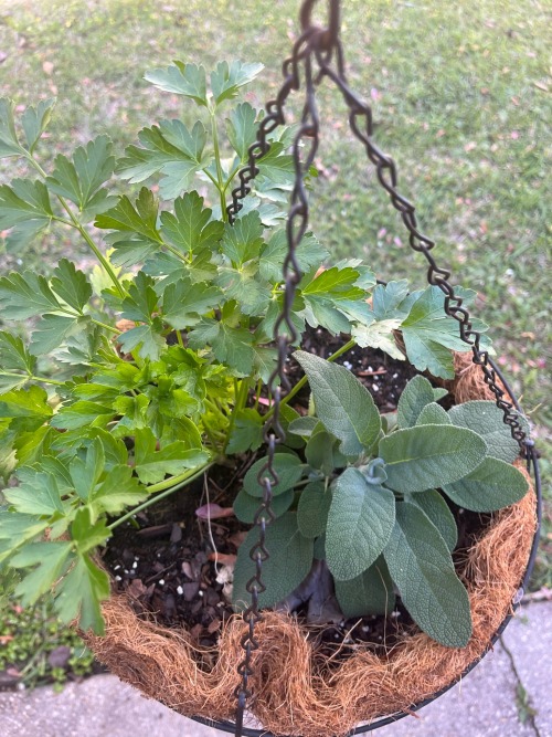 First Garden Update Of The Season! These Are Some Of My Herbs This Year. Hanging In Baskets And In Random