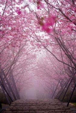bluepueblo:  Cherry Blossom Bridge, Japan
