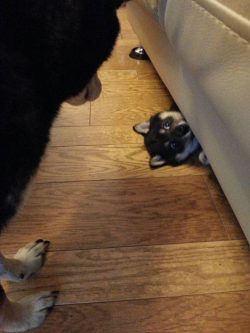 awwww-cute:  My friend got a new puppy, who seems to be quite a fan of hide and seek 