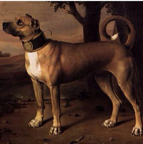 This is the predecessor of the Great Dane, what it looked like before the influence of the Irish Gre