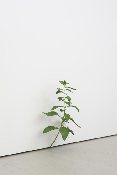 Sex 7while23:  Tony Matelli, Weed 255, 2012 (Painted pictures