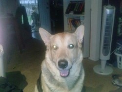 The Guinness after coming in and being dried off from playing in the rain and attempting to attack the thunder in the Sky.