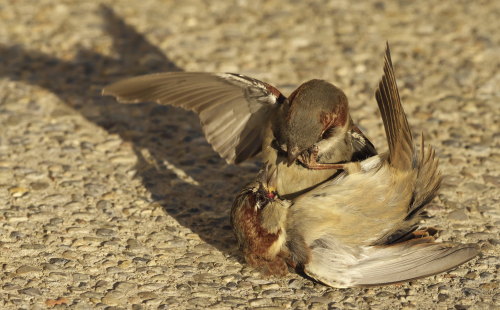 Sparrow Fight