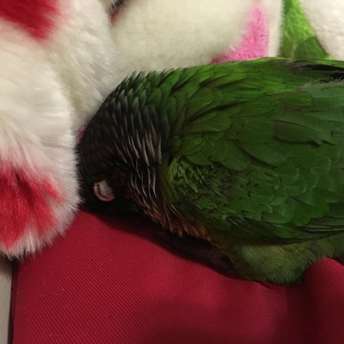 Matcha fell asleep like this #matcha #matchamanju #conure #greencheekconure #parrot #birdsofinstagra