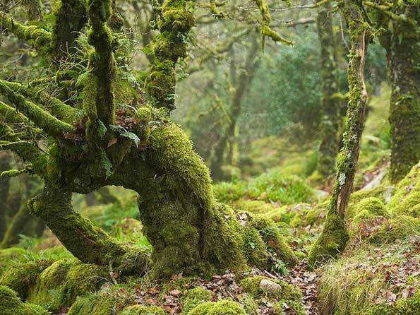 oakapples:  Wistman’s Wood, Dartmoor. I have vague recollections of visiting this