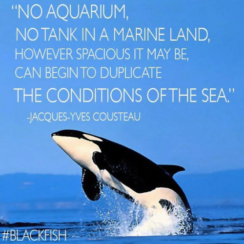 mulantis9999:  http://www.reunitingall.com/to-so-called-leaders-of-this-world-a-delicious-taste-of-your-own-medicine/  I don’t think Iv ever felt so strongly against anything like I do killer whales being in captivity.