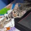 allaboutcatsworld