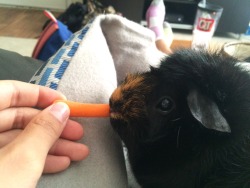 wildchild-atheart:  Wilma loves her carrots!!