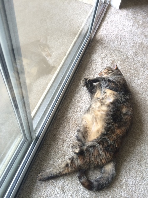 unflatteringcatselfies: My lazy princess, Pippa Pumpkin.