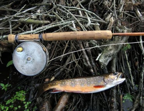 herefishyfishy