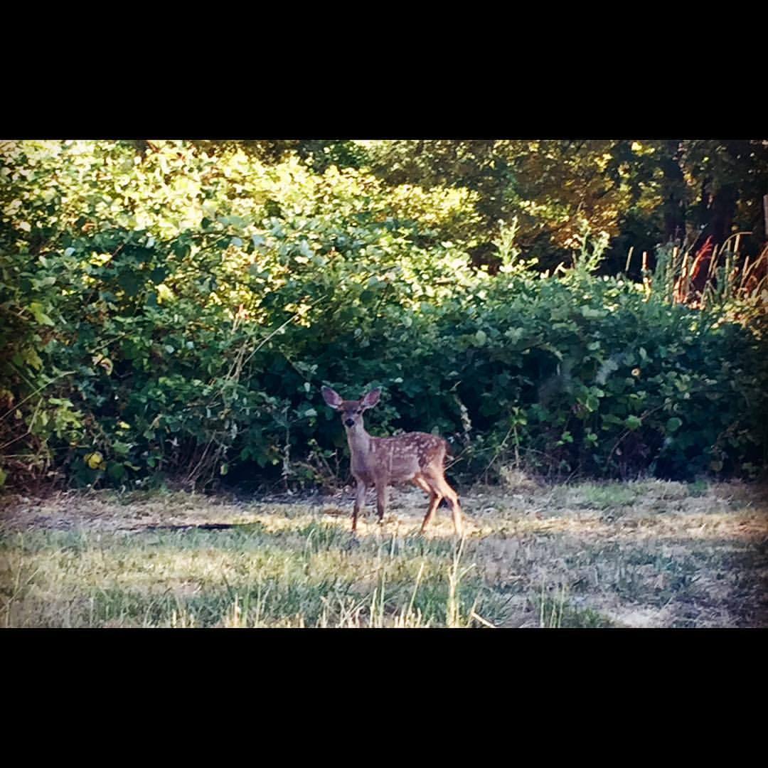 #Bambi #Mendo #quietmoment