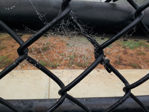spiderwebs with dew on them are so pretty and rad like. can you imagine those as a necklace. or a pa