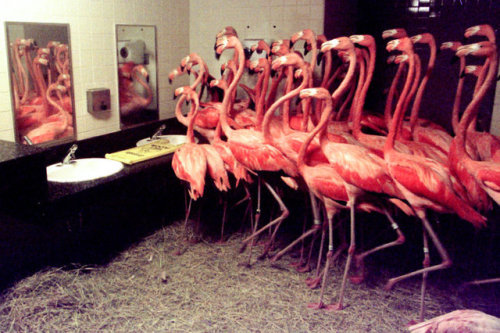 American flamingoes in the bathroom at Miami Zoo, before the arrival of Hurricane Georges in 1998.Ph