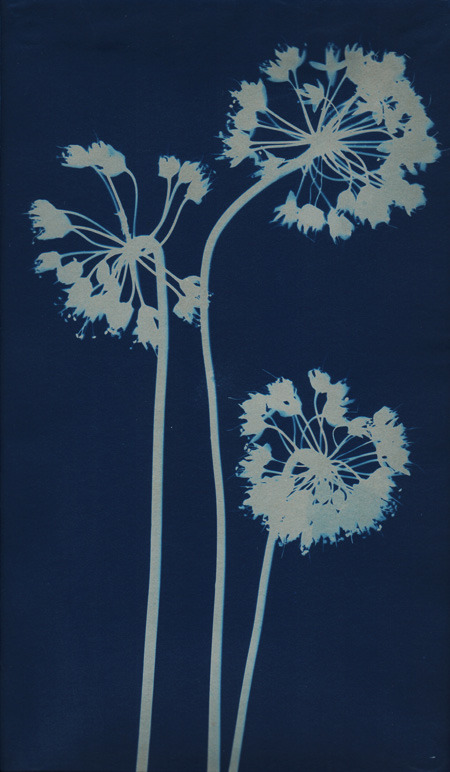 dame-de-pique:  Bertha Jaques - “Wild Garlic”, Chicago, 1906  