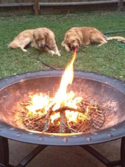 niknak79:  Fire breathing dog