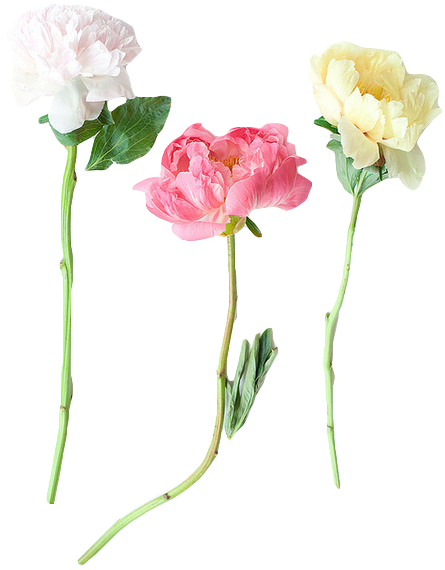 Sex transparent-flowers:  Transparent peonies. pictures