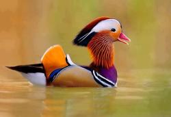 awwww-cute:  Happy Mandarin Duck