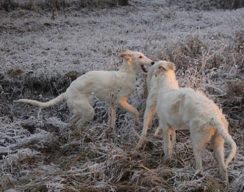 goblindogs:annapo-shmmm:Borzoi puppiesa brood of snow goblins celebrates the first frost of the seas