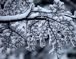 ashxx-irwin:  marissarella:  setbabiesonfire:     fractals. everything is fractals.   THIS THOUGH everything is fractals - the branches on a tree, the veins in your body, lightning, snowflakes, river networks, and so much more.  My soul is spiraling