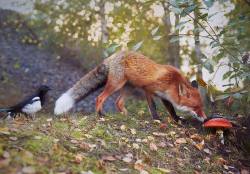 imarriedpasta:  megarah-moon:  “Red Fox And Magpie In Autumn” by Niko Pekonen  I understand that that shroom looks like a Death Cap mushroom, but it’s not toxic. The fox will be fine minus the tripping balls part. 