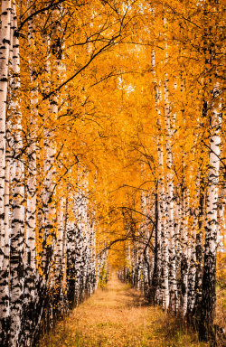 magicalnaturetour:  Autumn Days IV by OrangeRoom