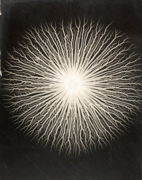 darksilenceinsuburbia:  Gyorgy Kepes Lichtenberg figures: A. R. von Hippel1951Photographic enlargement on particleboard Lichtenberg figures: A. R. von Hippel1951Photographic enlargement on particleboard UntitledDate unknownPhotographic enlargement on