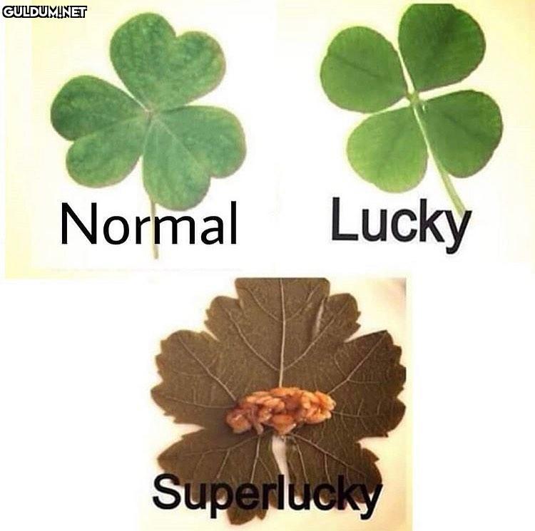 Normal Lucky Superlucky