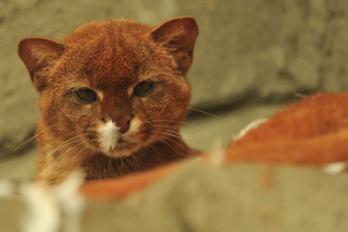 Can we take time to appreciate this ridiculous jaguarundi lounging about in a pile of feathers? 