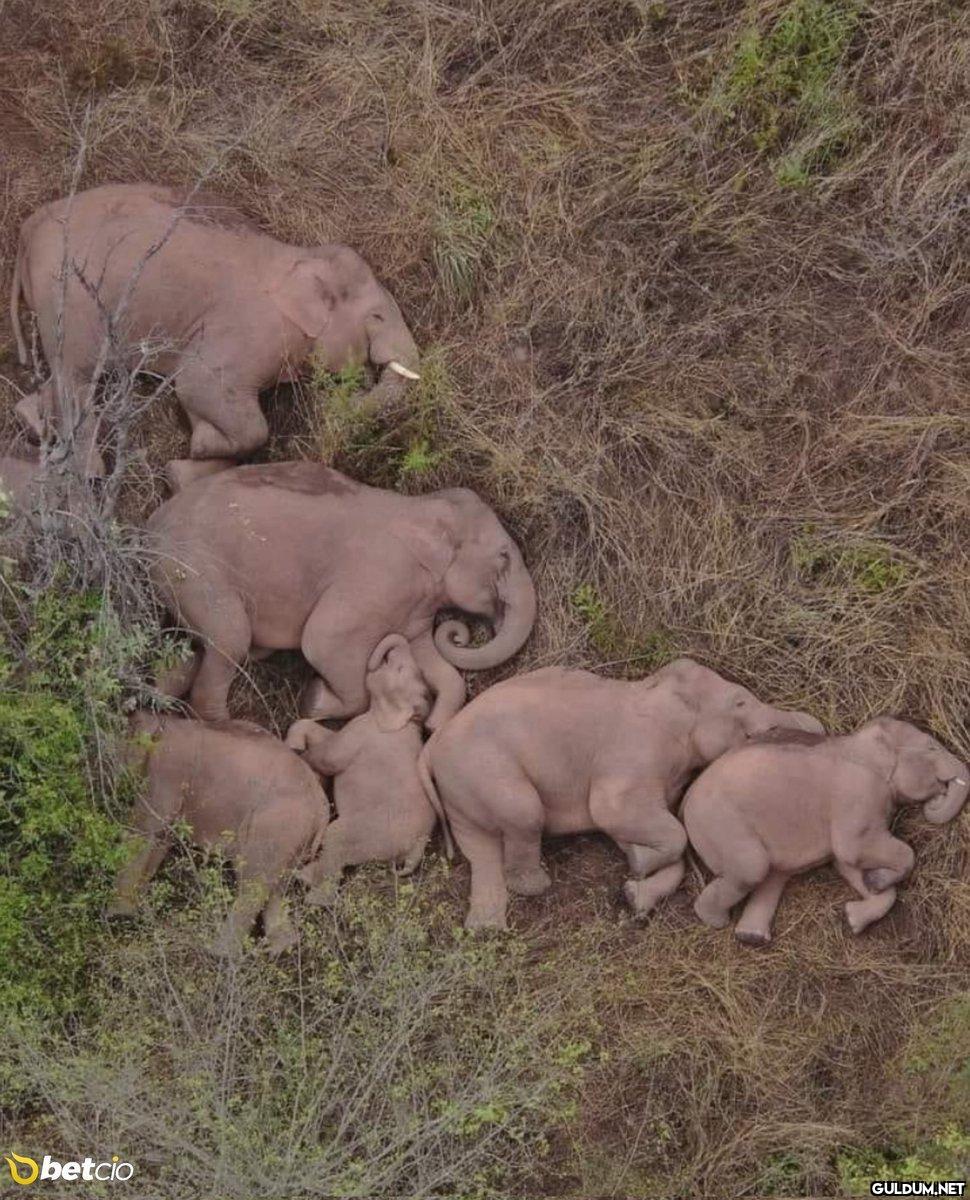Uyuyan bir fil ailesi...