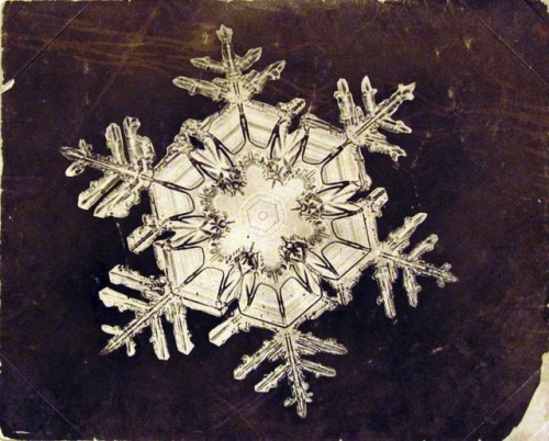 Wilson A. Bentley Snowflake 1893-1931 (ca) Photomicrograph 2 7/8 x 3 ½ ins 