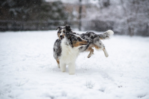 novathesheltie:this is what we did today