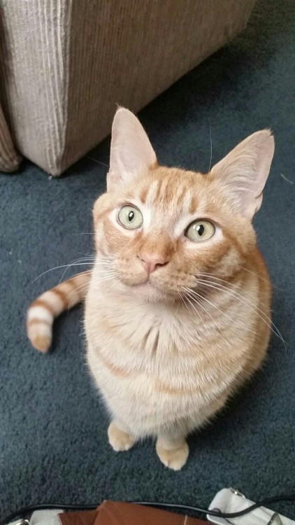 harukatachibanaa:Strider is amazed by all the tabby love he’s getting