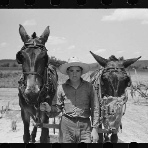 Mules with guards around their muzzles to keep them from eating while working, near Vian, Oklahoma. 