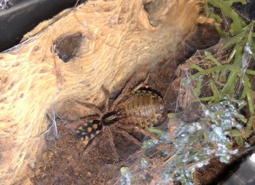 Hapalopus sp. Colombia Large spiderling, molted again and eating well! I love this species. I got it