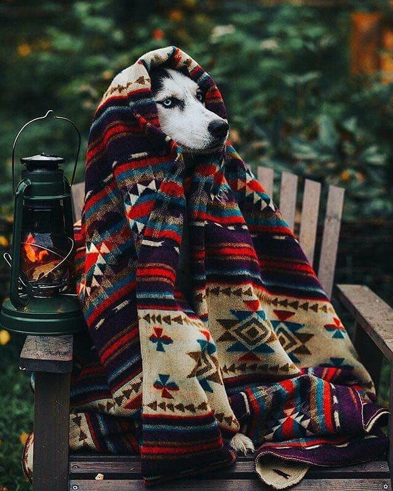 hippie-district-emr:Ready for xmas🐾🎄