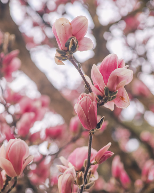 chasiteymphoto: spring is here instagram