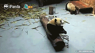 tastefullyoffensive:  Why pandas are endangered. [full video]