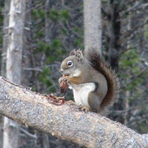 #squirrel #wildlife #dinnertime #whatsthatnoise #hiking #wilderness #wildlifephotography #getoutside