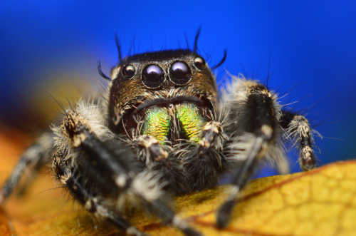 Phidippus Otiosus x Adult Male