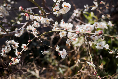 mizunokisu:plum blossom by kasa51 on Flickr.