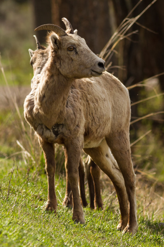 Original Oddities. #explore #photography #travel #animals #original oddities